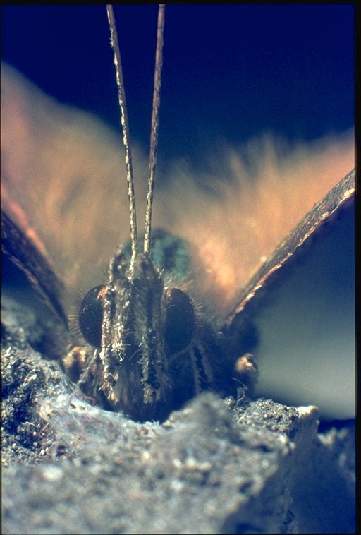 Nature Animals MacroPhoto